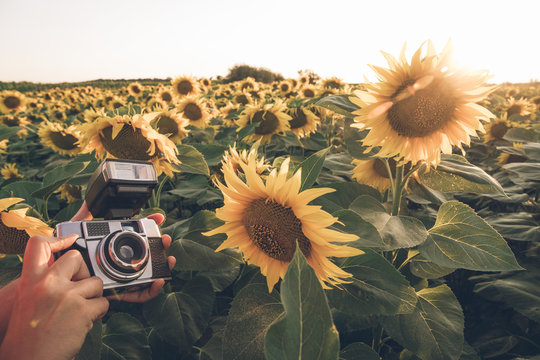 Crop unrecognizable photographer standing in middle of field with bright sunflowers and taking picture of sunset