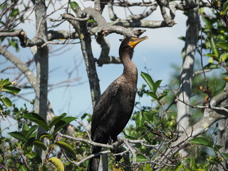 Kormoran in Florida