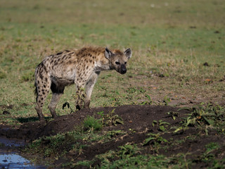 Spotted Hyeana, Crocuta crocuta,