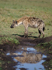 Spotted Hyeana, Crocuta crocuta,