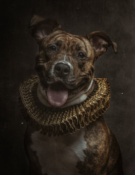 Portrait of pit bull with tiger pattern body in golden ruff looking at camera
