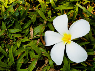Fototapeta premium Flower on grass