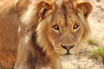 portrait of a big male lion looking into the camera