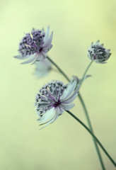 Białe kwiaty - Astrantia © mycatherina