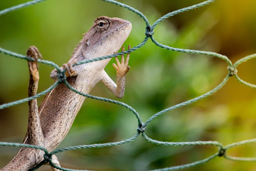 A light brown chameleon sticks on a rope of green lattice, with a green tree in the background.