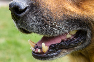closeup of a dog shepherd mouth,big dog teeth, shepherd german nose closeup