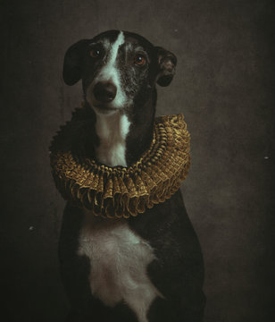 Portrait of obedient black and white smooth fox terrier in golden ruff