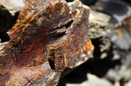 Closeup of natural abstract lichen growing on bark of old tree