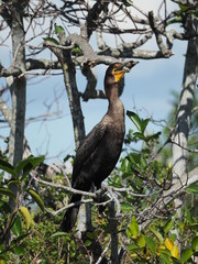 Kormoran in Florida