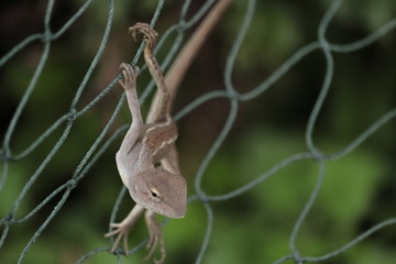 A light brown chameleon perched on a green rope net with a green tree behind. As if he was secretly looking