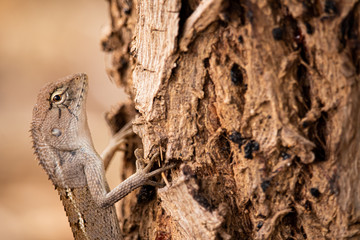 Brown chameleon perched on the bark of the brown tree base.