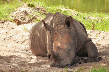 portrait of a rhino relaxing in the african savannah