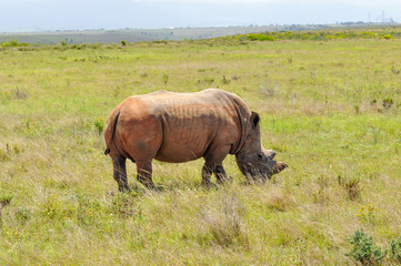 Fototapeta premium portrait of a single rhino in the african savannah
