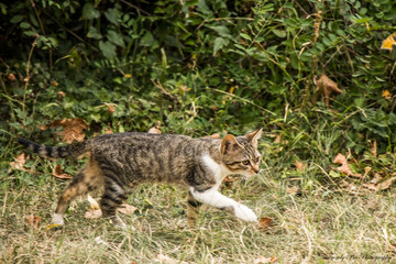 cat on the grass in the forest