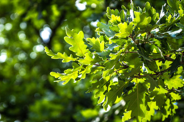 Fototapeta na wymiar green leaves of oak in spring