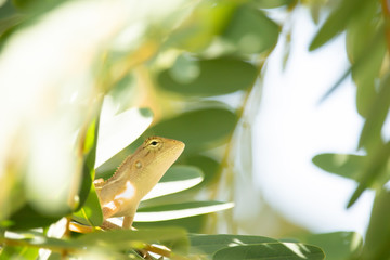 chameleon on the tree and green leaves shining from the top down to the body. © WP_7824