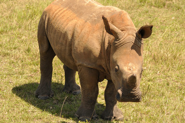 Obraz premium portrait of a single rhino in the african savannah