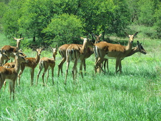 Naklejka na ściany i meble Impala buck and their young on a farm in Natal, South Africa.