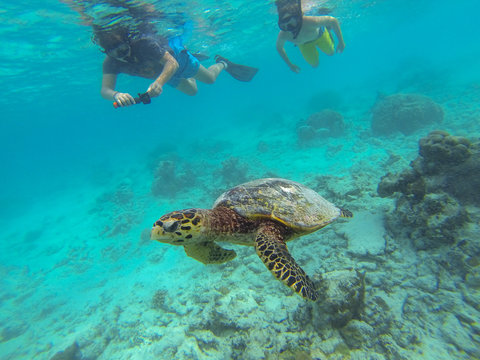 Boy snorkeling takes pictures of sea turtle (marine turtles)