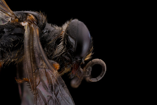 Close up of fly