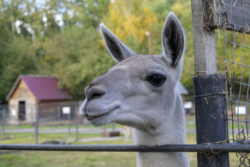 Lama behind the fence at the outdoor zoo at the summer. Roe deer, big animal,  grey llama.