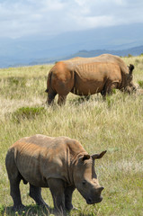 Obraz premium portrait of two rhinos grazing in the african savannah