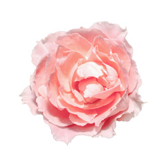 Pink pastel blooming rose isolated white background.flower of love