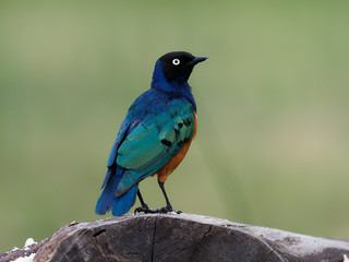 Fototapeta premium Superb starling, Lamprotornis superbus