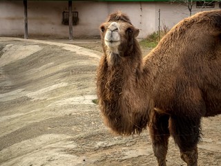 Camel in the aviary of the zoo watching the environment