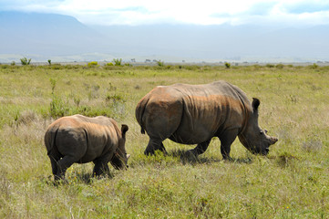 Obraz premium portrait of two rhinos grazing in the african savannah