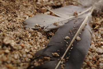 Closeup of gray bird feathers on ground with pebble and sand grains
