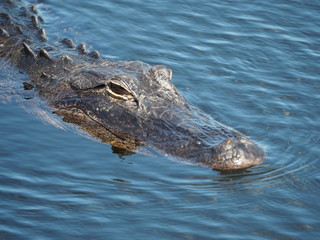 Alligator in den Everglades in Florida