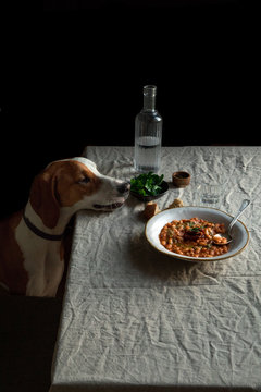 Dog looking food on table