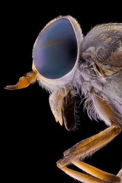 Side view of fly