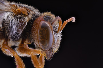 Close up of fly