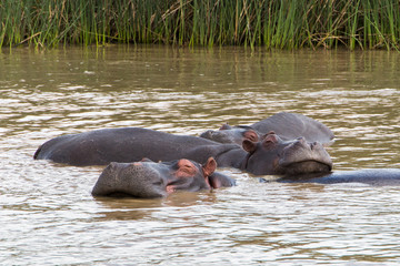 Fototapeta na wymiar Hippopotamus resting its head on another hippo's back in the water.