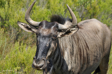 portrait of a wildebeest in south africa