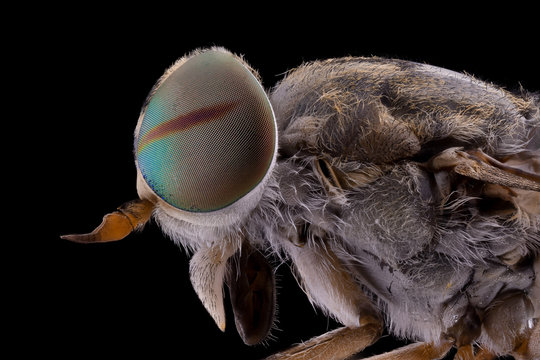 Close up of fly