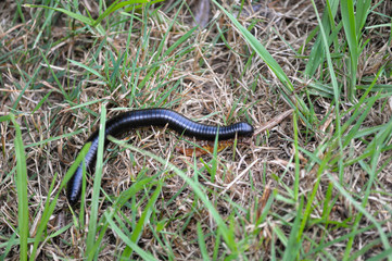 a black centipedes in the grass