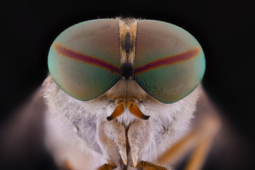 Close up of fly head