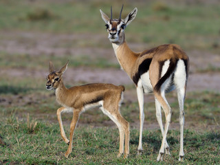 Thomsons gazelle, Eudorcas thomsonii