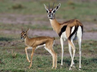  Thomsons gazelle, Eudorcas thomsonii © Erni