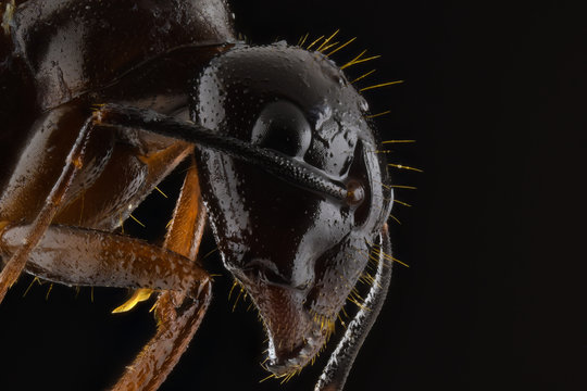 Closeup magnified part of black and brown ant with glossy head and legs