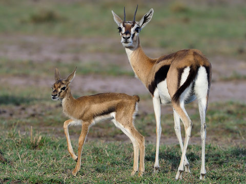 Thomsons gazelle, Eudorcas thomsonii
