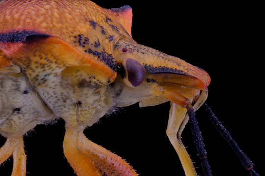 Closeup extreme magnified fly of orange and purple color with antennae