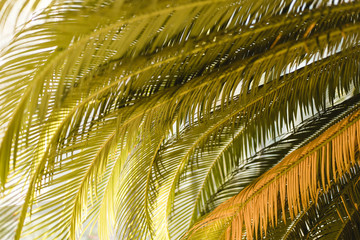 Creative tropical green leaves layout. Nature summer concept. Tropical palm foliage. Sun over green palm leaves
