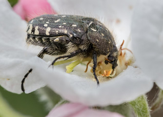 beetle on flower