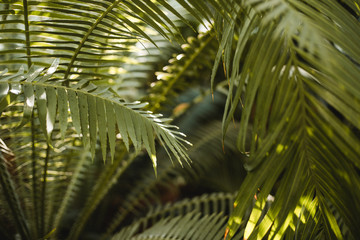 Obraz na płótnie Canvas Creative tropical green leaves layout. Nature summer concept. Tropical palm foliage