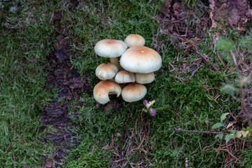 Mushrooms growing in the forest