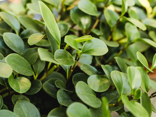 Peperomia obtusifolia texture. Creative layout made of green leaves. Nature background